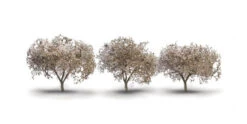 Woodland Scenics TR3594 Blossoming Cherry Trees - Woodland Classics(R) -- 1-3/4 To 2-1/4"4-7/16 To 5.7cm Tall Pkg(3), All Scales