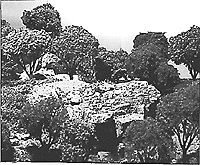 Woodland Scenics WOO28 Forest Kits Pkg(24) -- Hardwood (Deciduous) Trees - 2 To 4"5.1 To 10.2cm Tall, All Scales